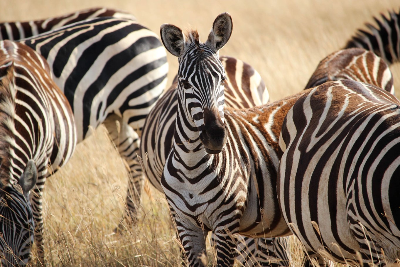 Hvorfor har zebraer striber? Det vidste du helt sikkert ikke