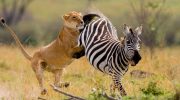 Zebra: uskyldige heste viste sig at være hårdere end flodheste
