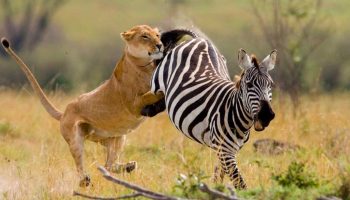 Zebra: uskyldige heste viste sig at være hårdere end flodheste