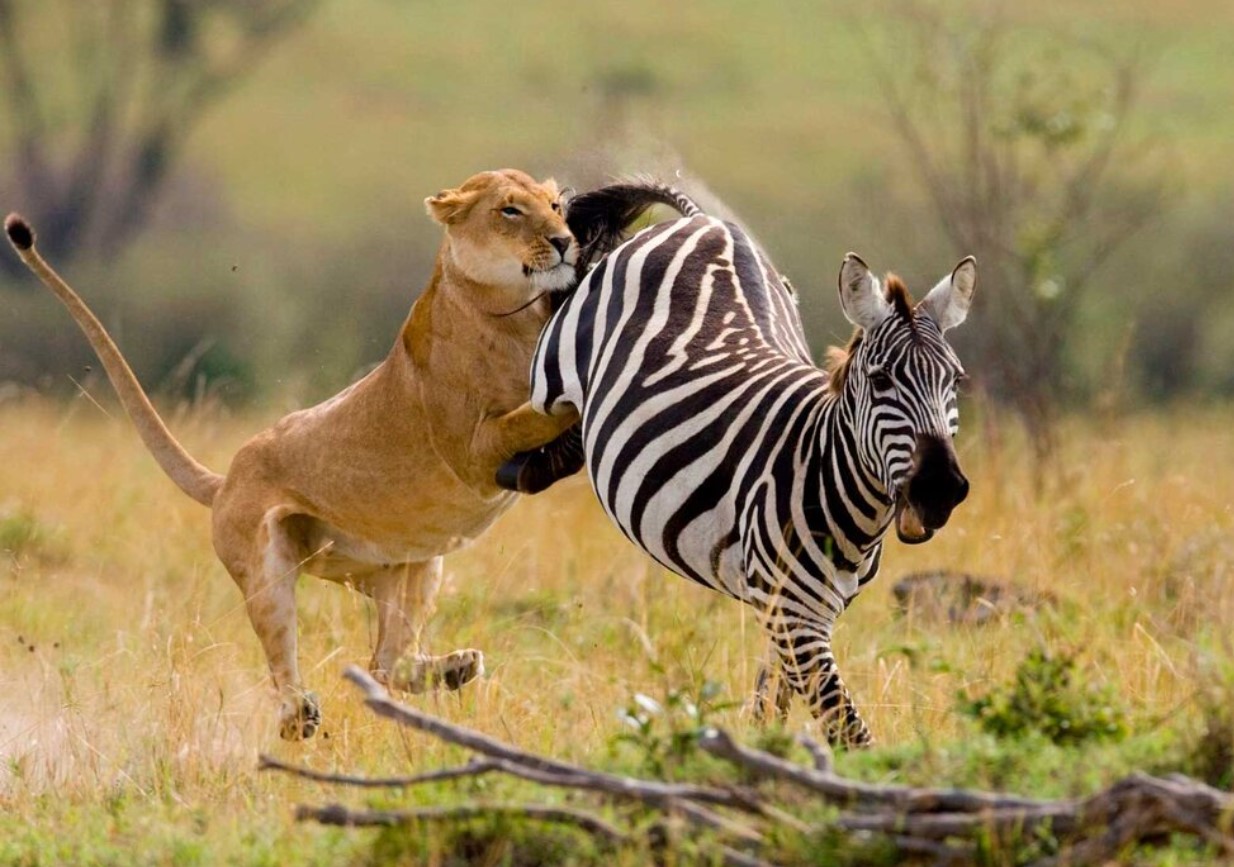 Zebra: uskyldige heste viste sig at være hårdere end flodheste