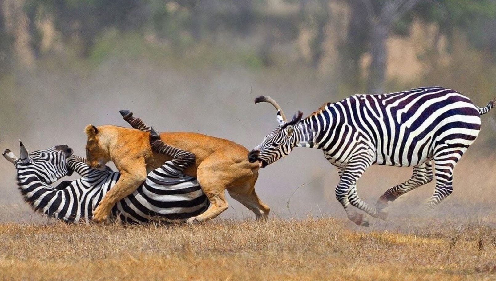 Zebra: uskyldige heste viste sig at være hårdere end flodheste