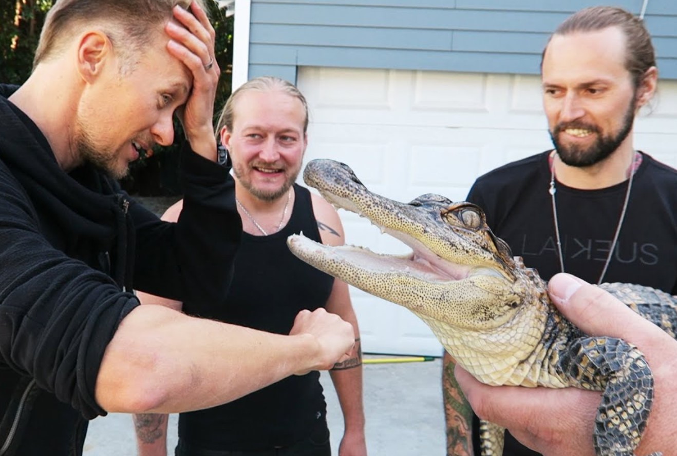 Undersøgelse viser, at 96 % af alligatorbid er resultatet af risikabel menneskelig adfærd