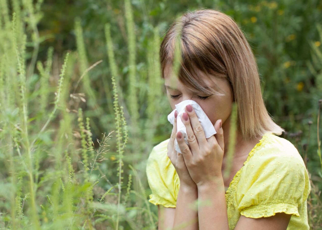 Allergi over for ambrosia – en trussel for millioner: hvad er vigtigt at vide om denne plantes pollen