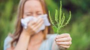 Allergi over for ambrosia – en trussel for millioner: hvad er vigtigt at vide om denne plantes pollen