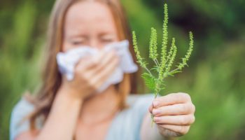 Allergi over for ambrosia – en trussel for millioner: hvad er vigtigt at vide om denne plantes pollen