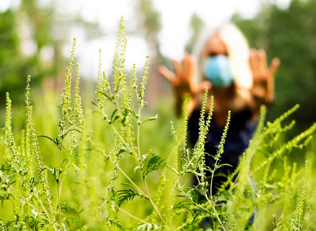 Allergi over for ambrosia – en trussel for millioner: hvad er vigtigt at vide om denne plantes pollen