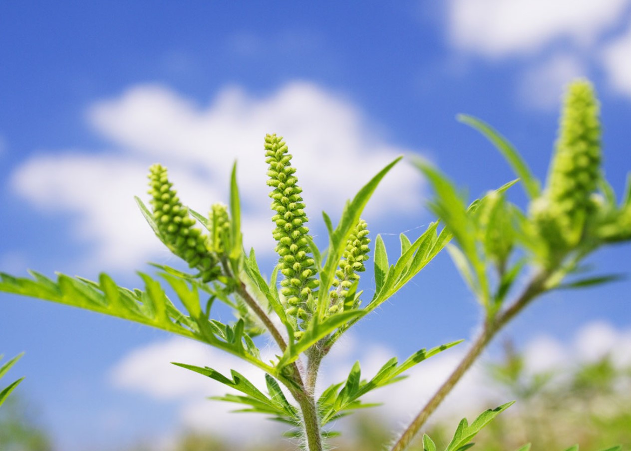 Allergi over for ambrosia – en trussel for millioner: hvad er vigtigt at vide om denne plantes pollen