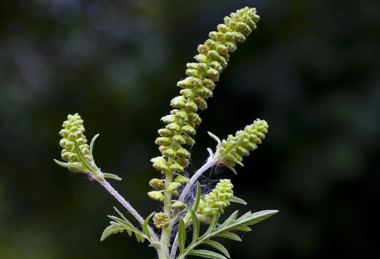 Allergi over for ambrosia – en trussel for millioner: hvad er vigtigt at vide om denne plantes pollen
