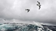 Stormen er ikke fjenden: hvordan fugle snød naturen og lærte at flygte i stormens epicenter