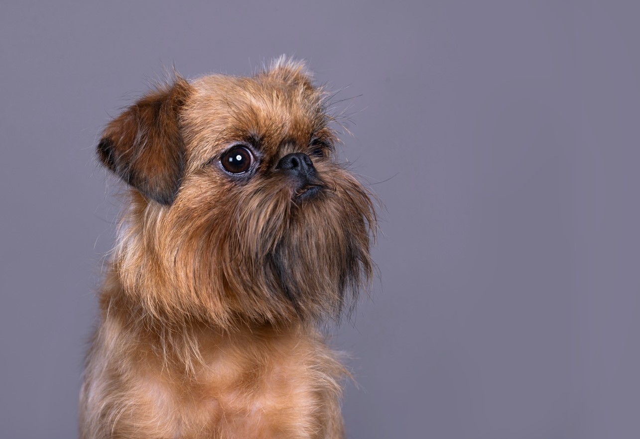 Ikke så let, som det ser ud: hvorfor den belgiske griffon er et kæledyr for rigtige kendere