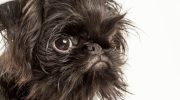 Ikke så let, som det ser ud: hvorfor den belgiske griffon er et kæledyr for rigtige kendere