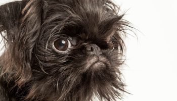 Ikke så let, som det ser ud: hvorfor den belgiske griffon er et kæledyr for rigtige kendere