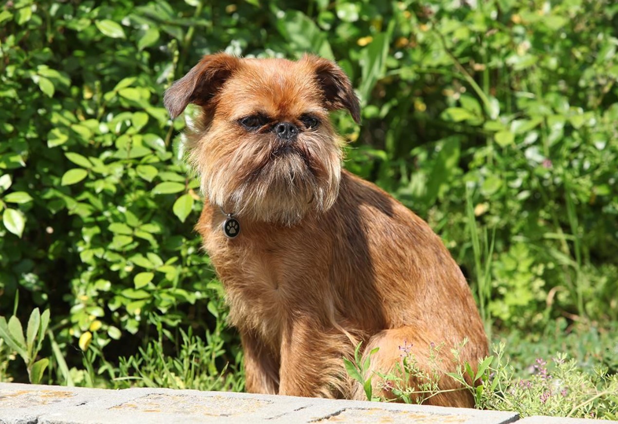 Ikke så let, som det ser ud: hvorfor den belgiske griffon er et kæledyr for rigtige kendere