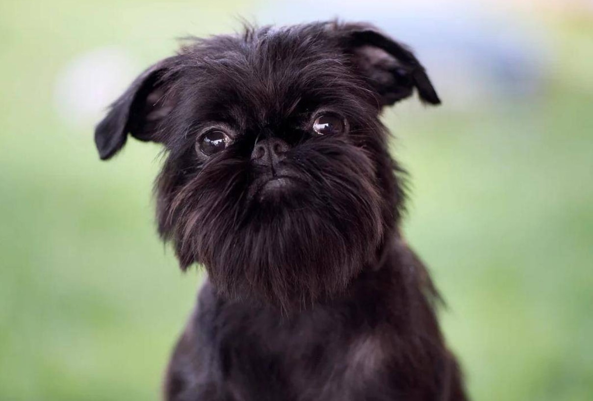 Ikke så let, som det ser ud: hvorfor den belgiske griffon er et kæledyr for rigtige kendere