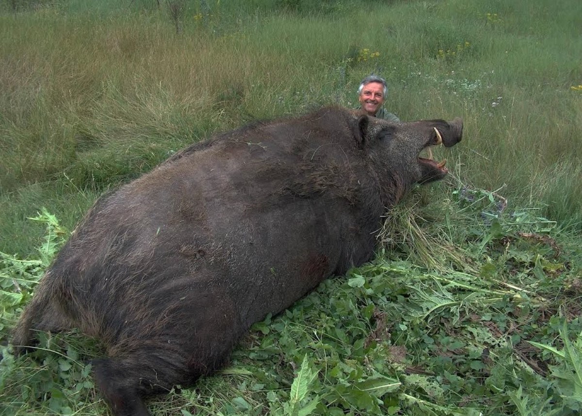 Han vejede lige så meget som en elefant: et monstervildsvin, som ikke engang en bil kunne trække væk