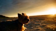 En lille helt med et stort hjerte: hvordan en hund på 2 kg reddede sin ejers liv uden at tænke på sig selv