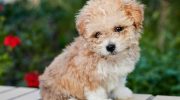 Forsvunden hund vender hjem efter 4 år: rørende historie fra Miami