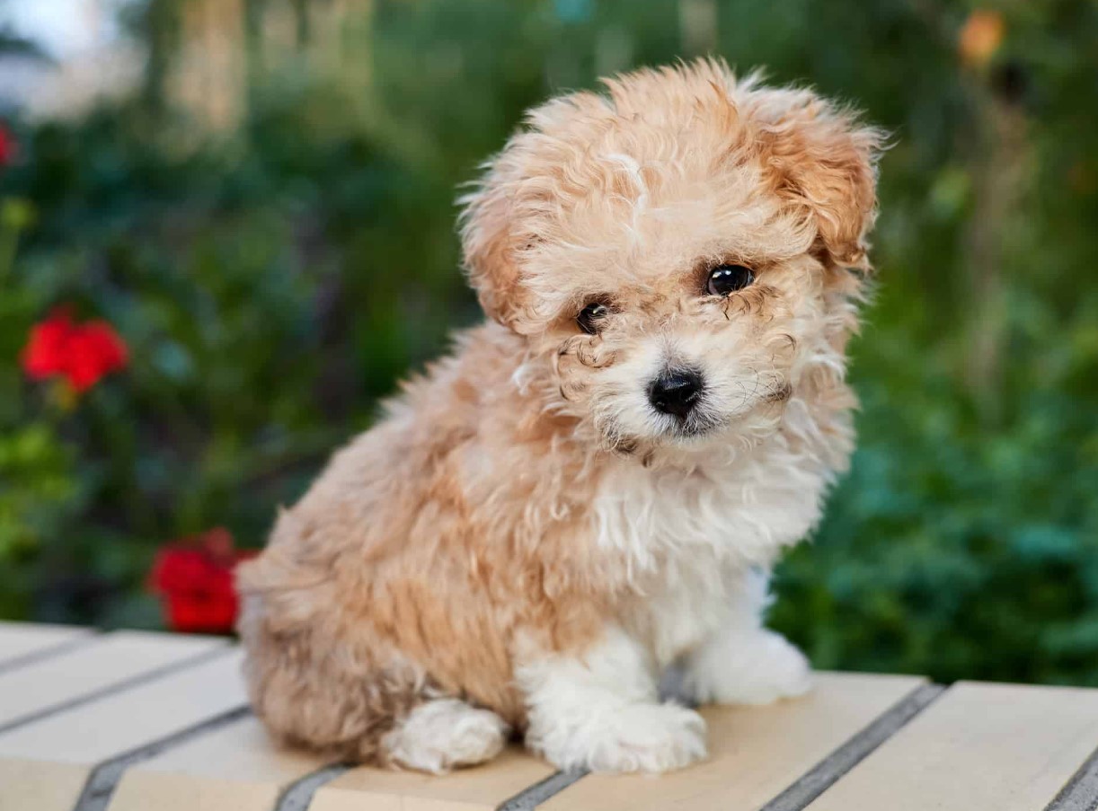 Forsvunden hund vender hjem efter 4 år: rørende historie fra Miami