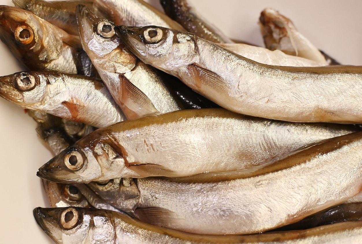 En ikke-indlysende fordel ved at spise lodde er blevet afsløret: denne lille fisk er nogle gange bedre end rødfisk