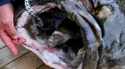 Denne undervandsgigant er ikke bare et rovdyr - den camouflerer sig, jager og vokser på ubestemt tid