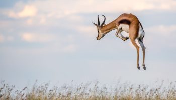 Springbuk: 90 km i timen og horn som knive