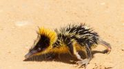 10 tenrec-mysterier, der får dig til at undre dig over naturens udvikling
