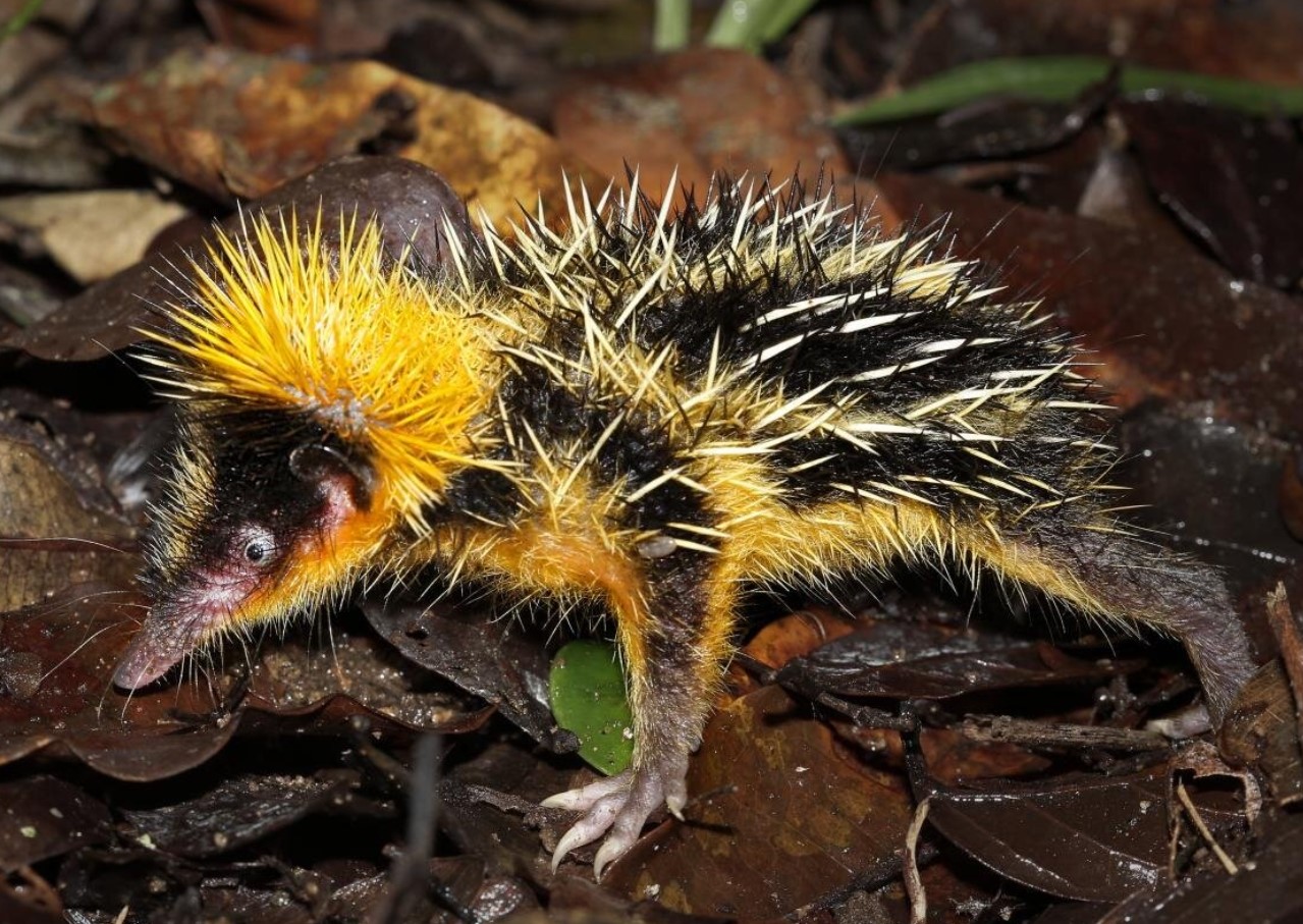 10 tenrec-mysterier, der får dig til at undre dig over naturens udvikling