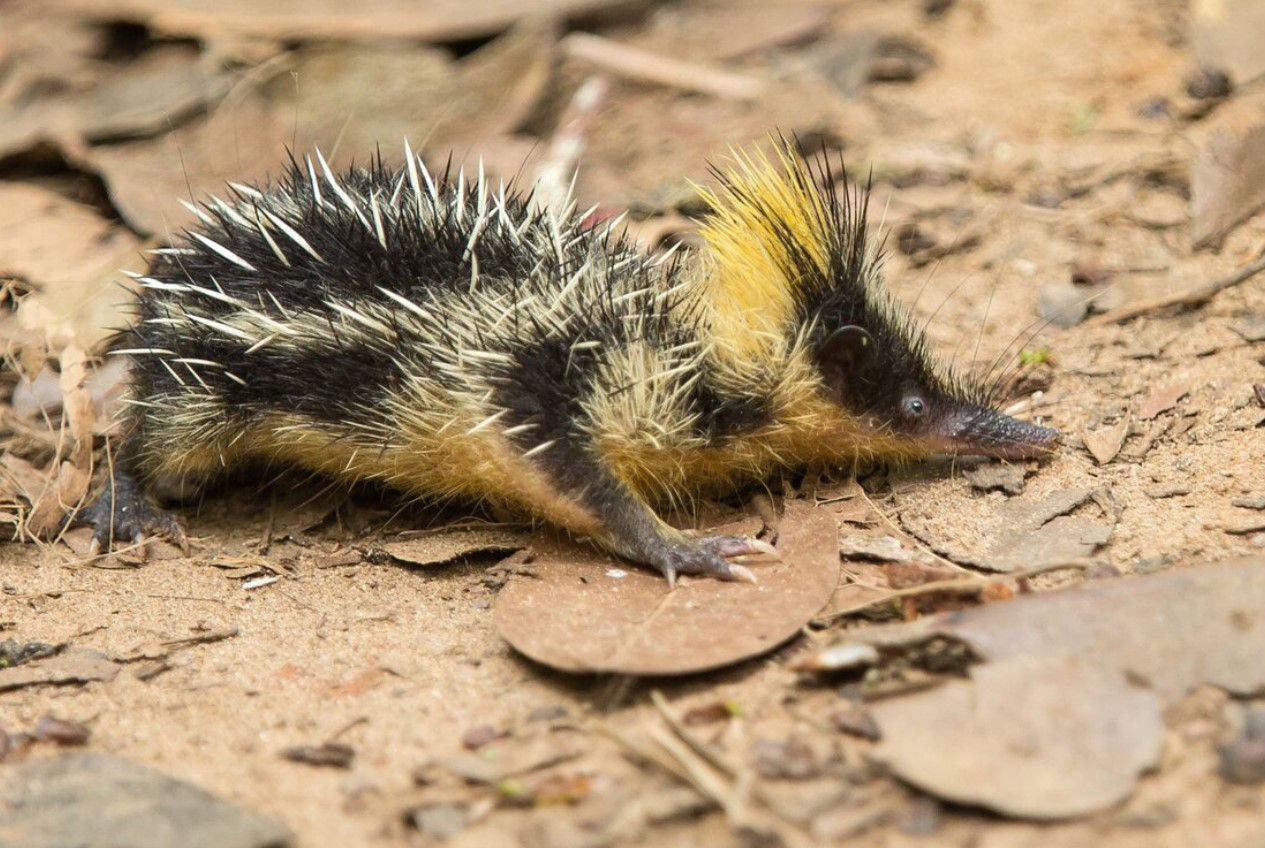 10 tenrec-mysterier, der får dig til at undre dig over naturens udvikling