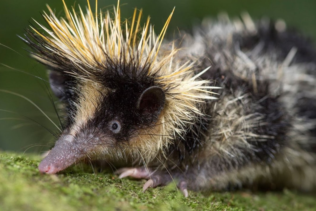10 tenrec-mysterier, der får dig til at undre dig over naturens udvikling