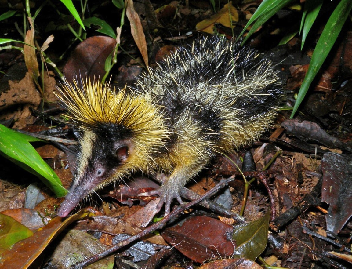 10 tenrec-mysterier, der får dig til at undre dig over naturens udvikling
