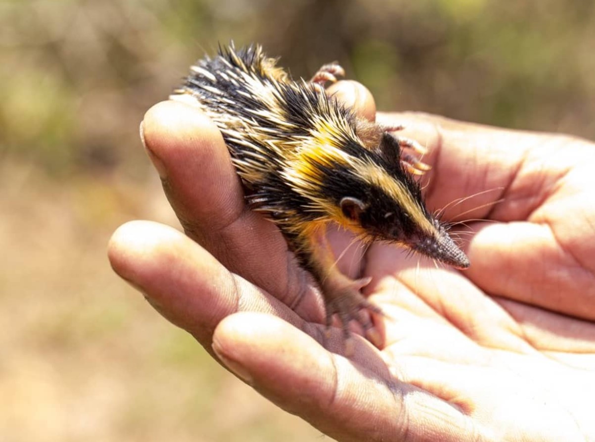 10 tenrec-mysterier, der får dig til at undre dig over naturens udvikling
