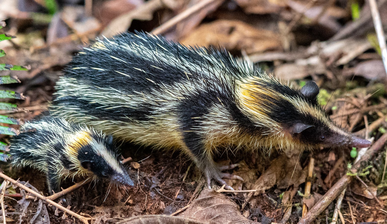 10 tenrec-mysterier, der får dig til at undre dig over naturens udvikling
