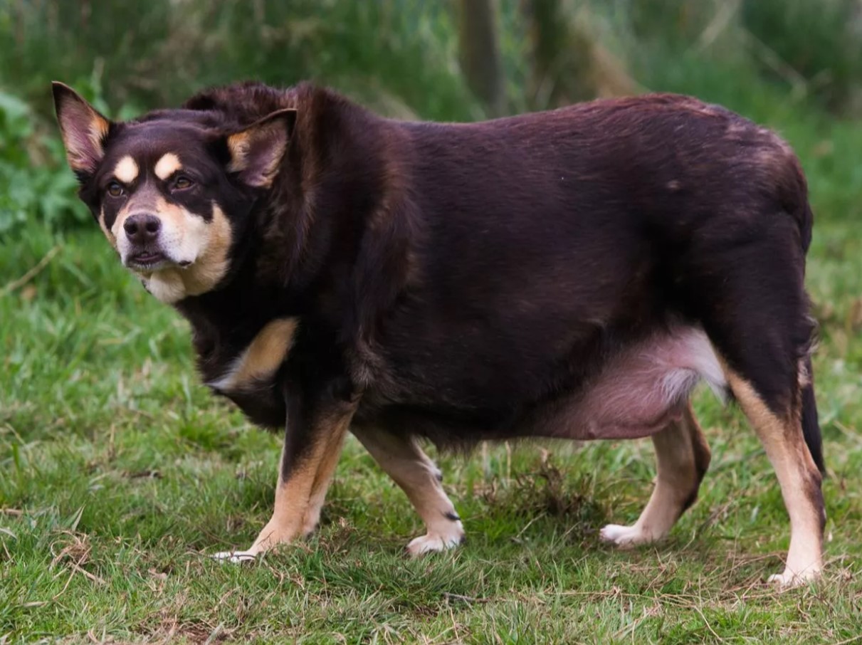 Én faktor i kosten - og en hunds liv kan blive flere år kortere