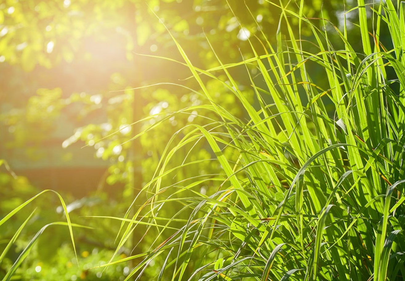 Ekspertips til at slippe af med myg i haven – og genvinde dine sommeraftener