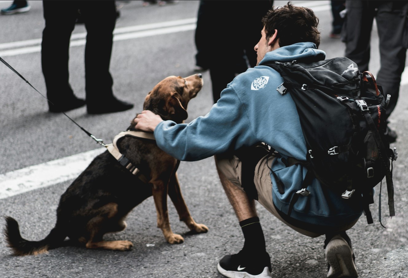 At klappe en hund afslører din sjæls hemmelighed: psykologer fortæller os, hvem du virkelig er