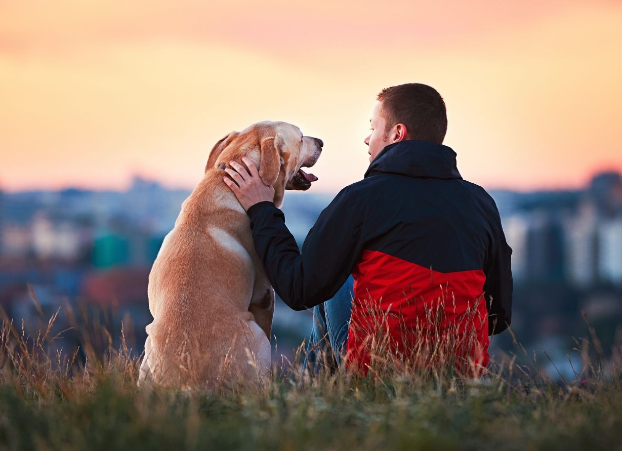 At klappe en hund afslører din sjæls hemmelighed: psykologer fortæller os, hvem du virkelig er