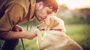 At klappe en hund afslører din sjæls hemmelighed: psykologer fortæller os, hvem du virkelig er
