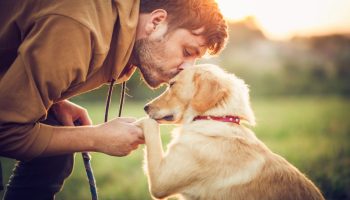 At klappe en hund afslører din sjæls hemmelighed: psykologer fortæller os, hvem du virkelig er