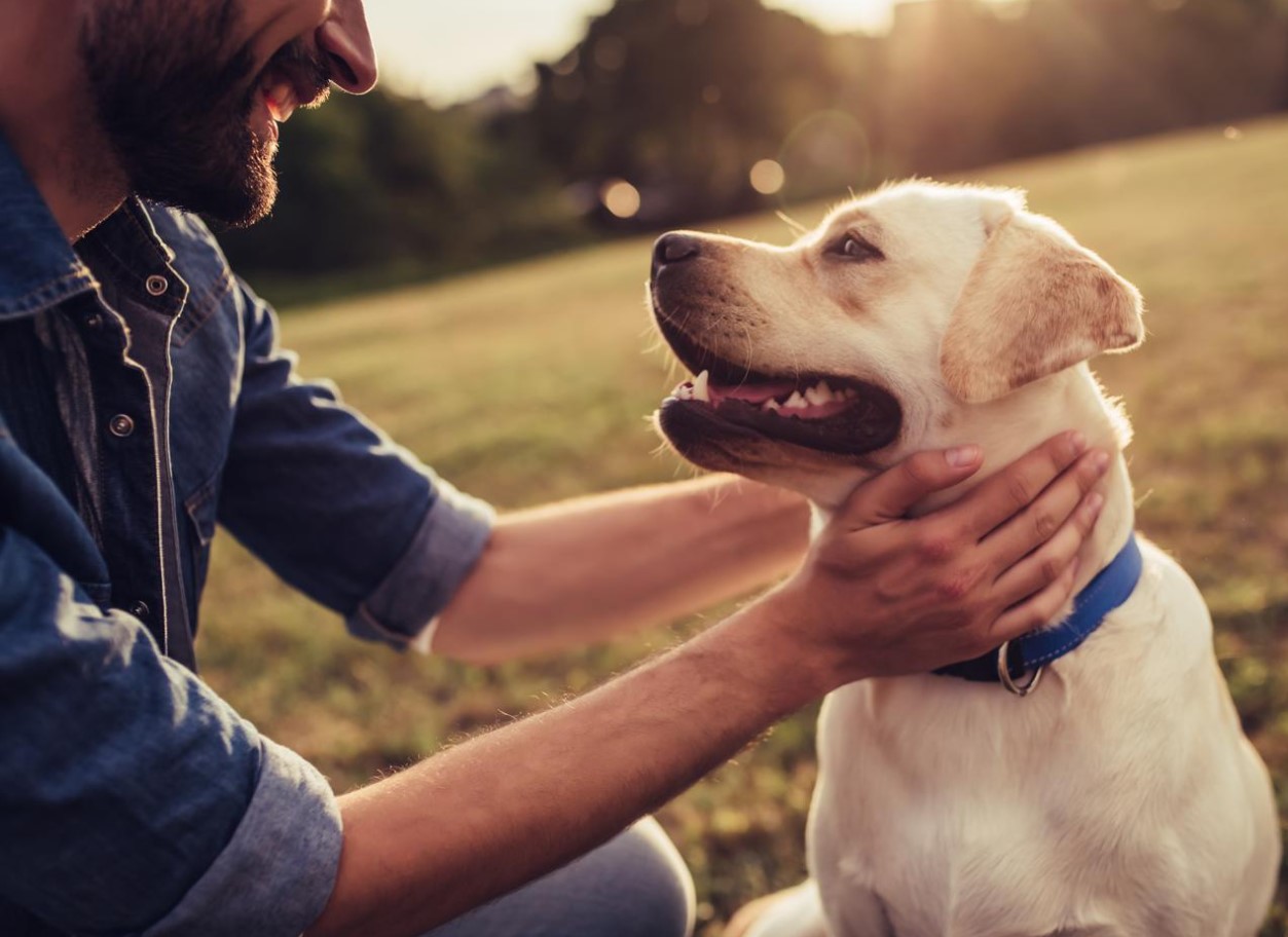 At klappe en hund afslører din sjæls hemmelighed: psykologer fortæller os, hvem du virkelig er