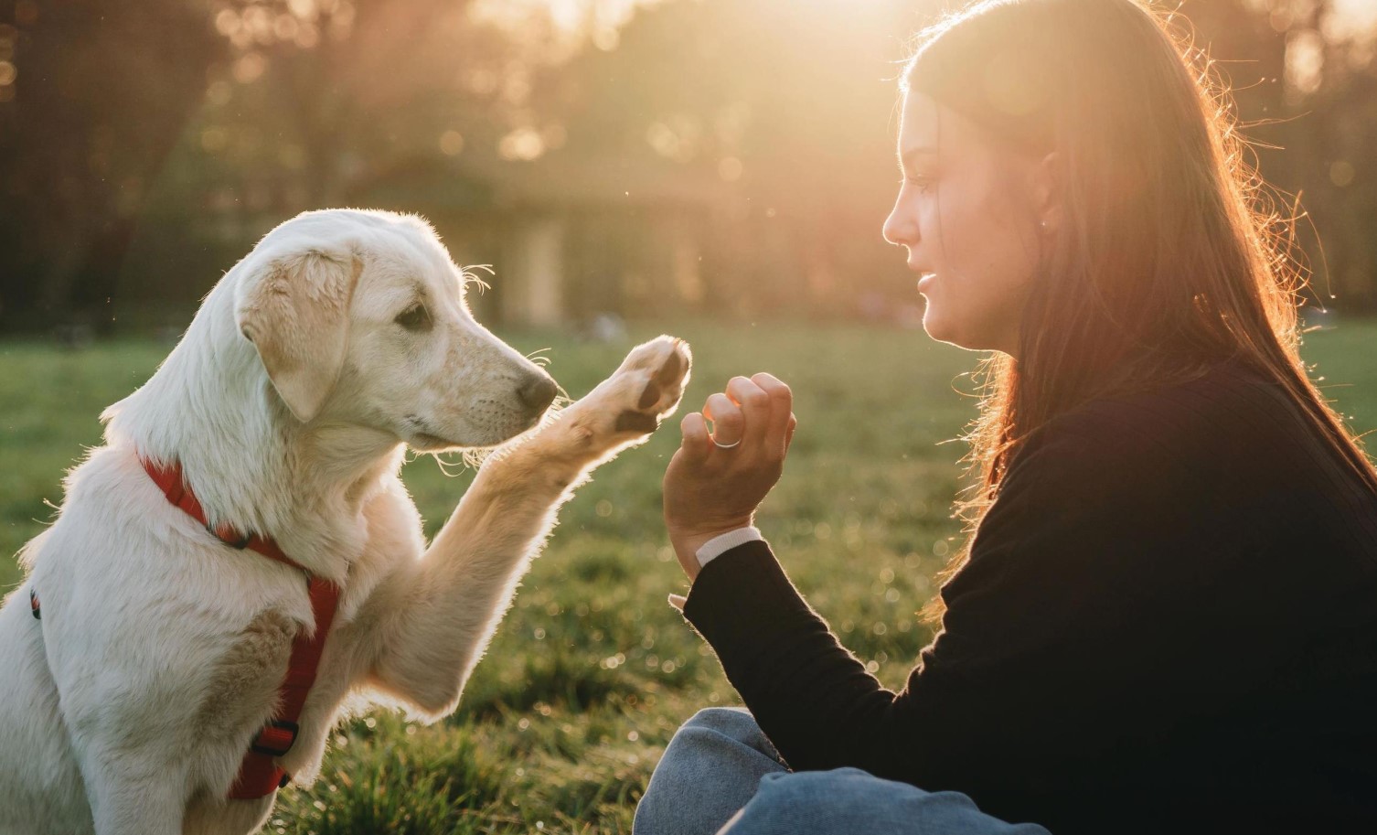 At klappe en hund afslører din sjæls hemmelighed: psykologer fortæller os, hvem du virkelig er