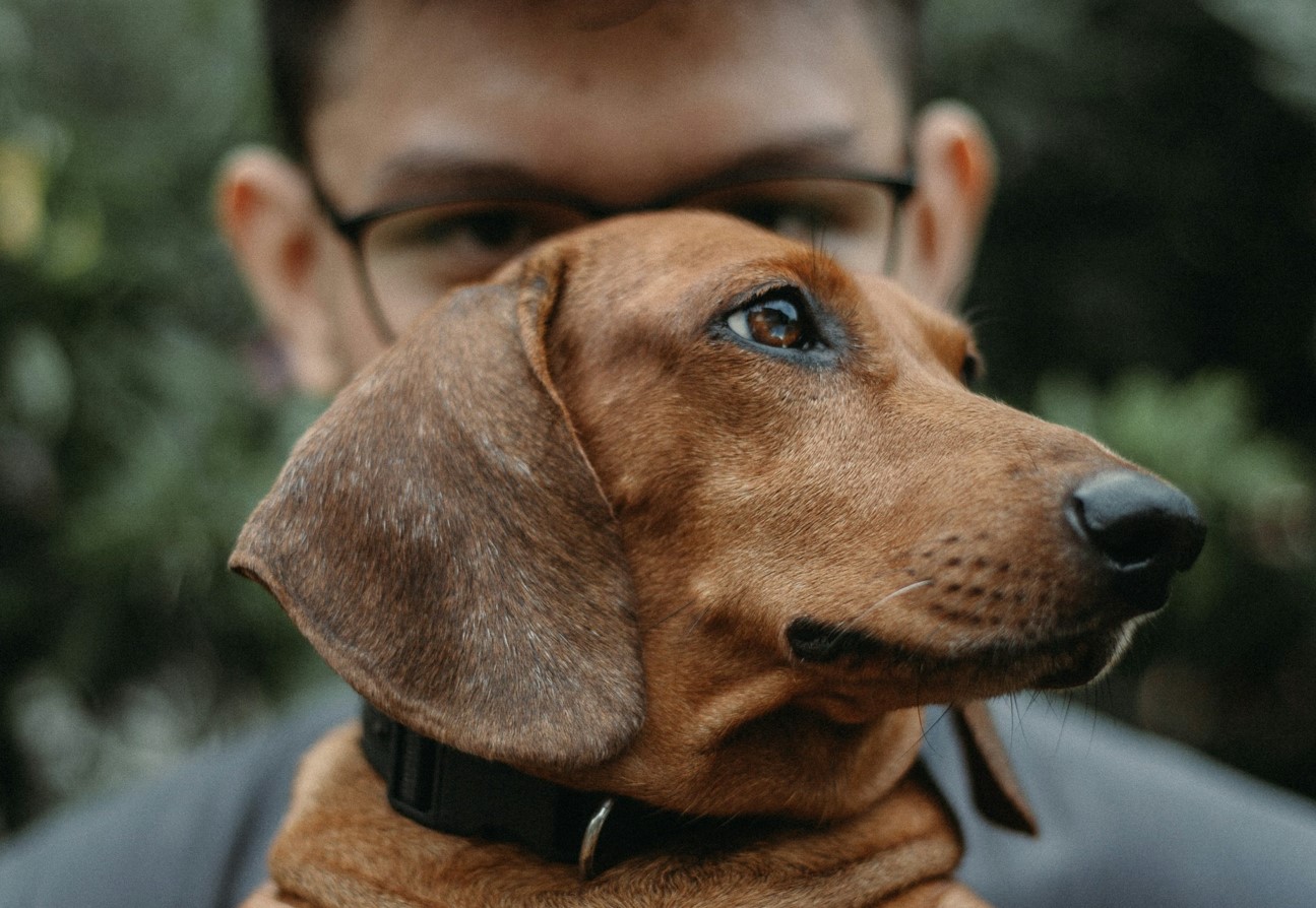 At klappe en hund afslører din sjæls hemmelighed: psykologer fortæller os, hvem du virkelig er