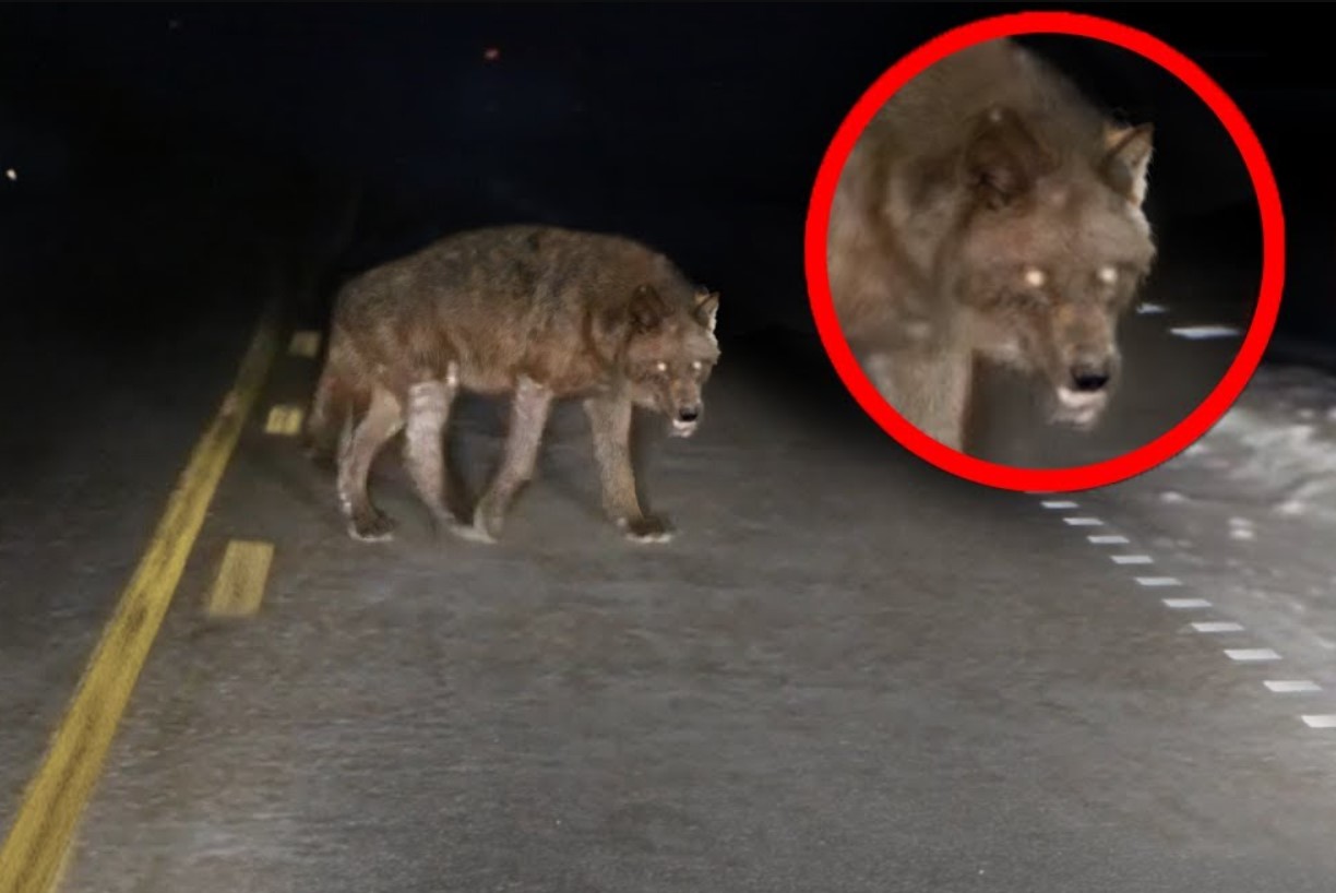 Glødende øjne, kløer som knive: et væsen er dukket op fra mørket og skaber frygt - det er hverken en hund eller en ulv