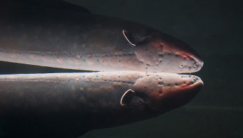 Hvordan genererer ål og rokker strøm?