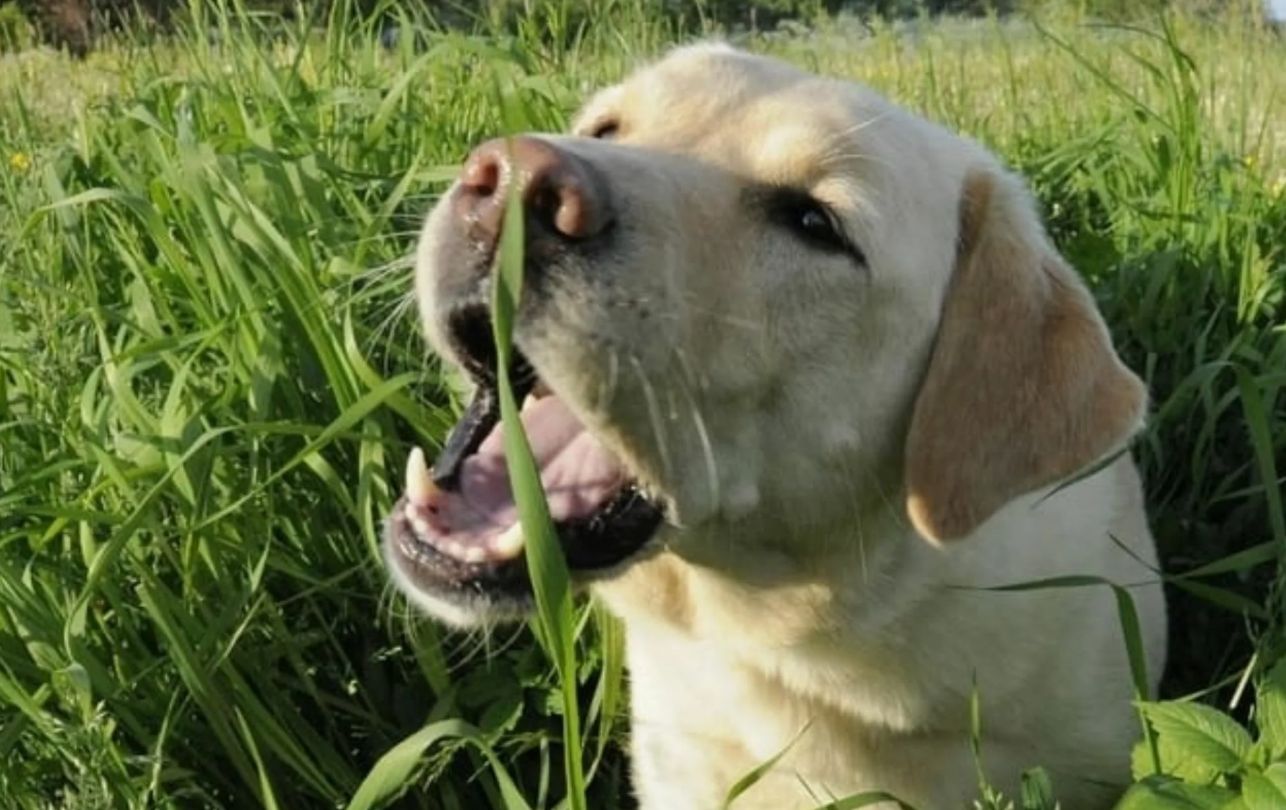 Hvorfor spiser hunde græs: en biologisk årsag, du ikke kendte til