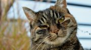 Hvad skal man gøre, hvis katten kradser i møblerne: en human metode til at bekæmpe instinkter