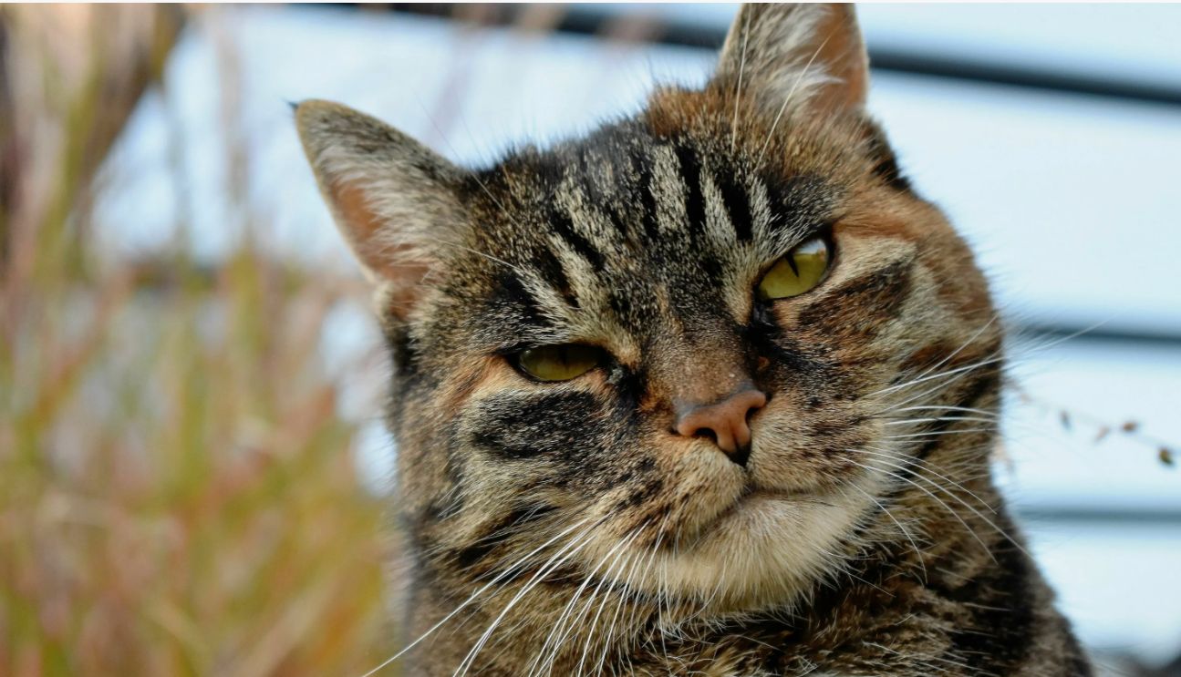 Hvad skal man gøre, hvis katten kradser i møblerne: en human metode til at bekæmpe instinkter