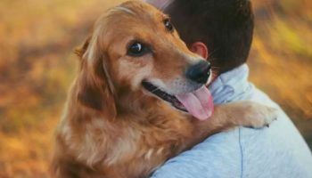 Hvorfor dit humør påvirker din hund: den følelsesmæssige forbindelse – hvordan det fungerer