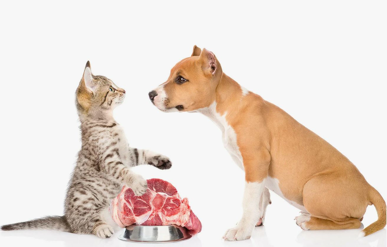 Kan man fodre en kat med hundemad: konsekvenser, du ikke var klar over