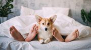 Hvorfor du ikke bør lade din hund sove i din seng: ingen advarer om konsekvenserne