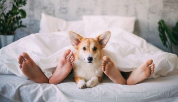 Hvorfor du ikke bør lade din hund sove i din seng: ingen advarer om konsekvenserne